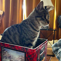 Thumbnail photo of Pippin #3