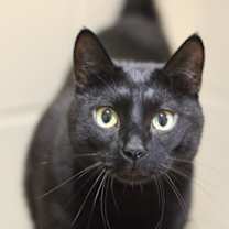 Thumbnail photo of Coco Jack #3