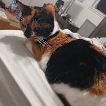 Thumbnail photo of Moltin #1