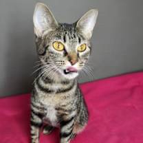 Thumbnail photo of Michonne #2