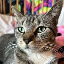 Thumbnail photo of Bambi #4