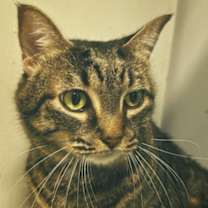 Thumbnail photo of Dixie #3