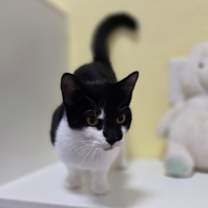 Thumbnail photo of Lacey #2