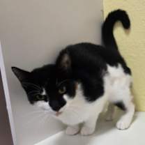 Thumbnail photo of Lacey #3