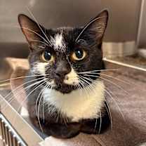 Thumbnail photo of Octavia #1