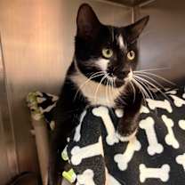 Thumbnail photo of Octavia #2