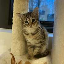 Thumbnail photo of Tahdig #1