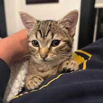 Thumbnail photo of Tahdig #3