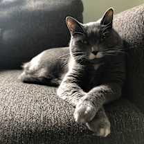 Thumbnail photo of Ziva #2