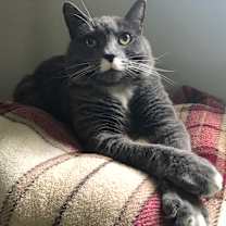 Thumbnail photo of Ziva #3