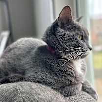 Thumbnail photo of Ziva #4