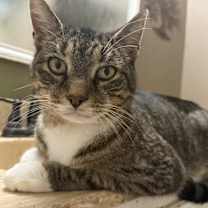 Thumbnail photo of Morrissey #1