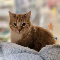 Thumbnail photo of Lenux & Carl (front declaw bonded pair) #3