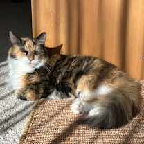 Thumbnail photo of Clover #2