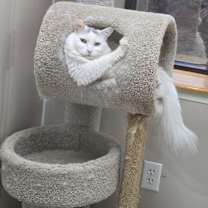 Thumbnail photo of Tippy #1