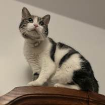 Thumbnail photo of Snookie #1