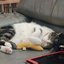 Thumbnail photo of Snookie #2