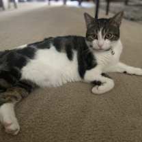 Thumbnail photo of Snookie #3