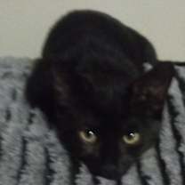 Thumbnail photo of Lola #1