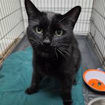 Thumbnail photo of Houdini #1