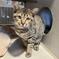 Thumbnail photo of ZAHARA #1