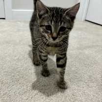 Thumbnail photo of Pickle #1