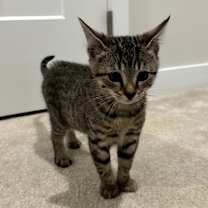 Thumbnail photo of Pickle #2