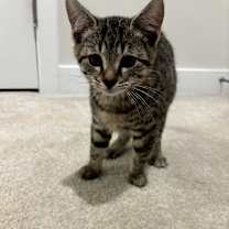 Thumbnail photo of Pickle #3