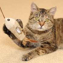 Thumbnail photo of Hattie #3