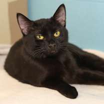 Thumbnail photo of Nix #1