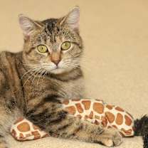 Thumbnail photo of Hattie #4