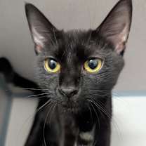 Thumbnail photo of Nix #3