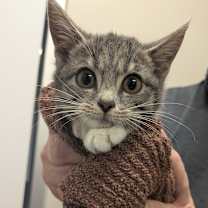 Thumbnail photo of Rummy  #1