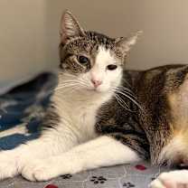 Thumbnail photo of Aspen #2