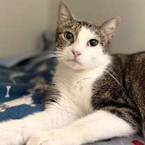 Thumbnail photo of Aspen #4