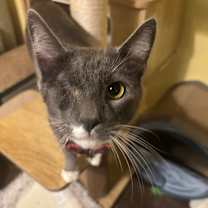 Thumbnail photo of Simon #1