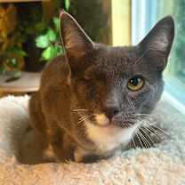 Thumbnail photo of Simon #3