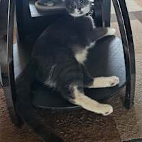 Thumbnail photo of Ares #2