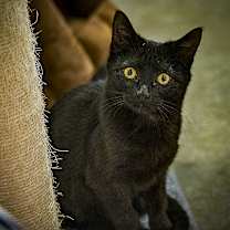 Thumbnail photo of **Cat Cafe** Biscuit Betty #1