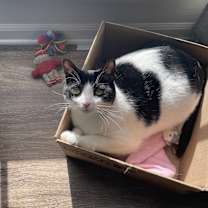 Thumbnail photo of Luna #2