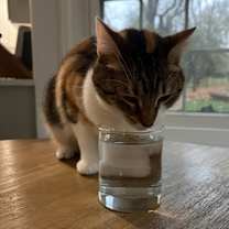 Thumbnail photo of Lola #2