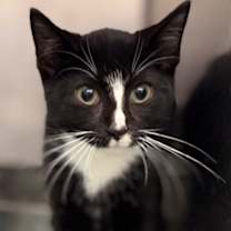 Thumbnail photo of Jester #2