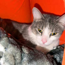 Thumbnail photo of Praline #2