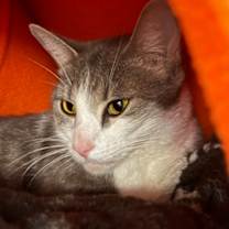 Thumbnail photo of Praline #3