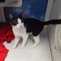 Thumbnail photo of Remi #1