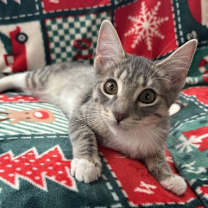 Thumbnail photo of Pandora #1