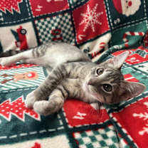 Thumbnail photo of Pandora #2