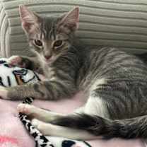 Thumbnail photo of Pandora #4