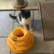 Thumbnail photo of Klondike Pete #4