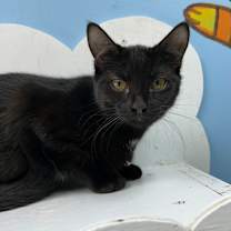 Thumbnail photo of Platinum 27979 #1